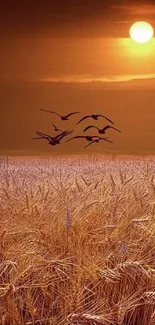 Golden sunset over wheat fields with birds flying, creating a tranquil scene.