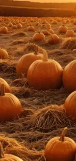 Pumpkin field glowing under a golden sunset.