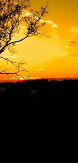 Golden sunset with tree silhouette against the horizon, creating a tranquil scene.