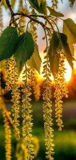 Leaves and flowers in golden sunset light.