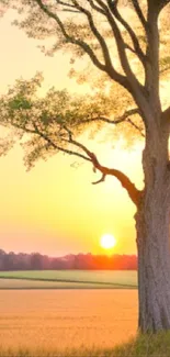 Golden sunset behind a tall tree with scenic fields.