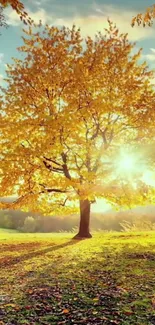 Golden autumn tree with sunlight in scenic landscape.