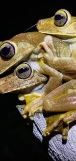 Golden tree frogs perched on a branch against a dark background.