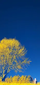 Golden tree with blue sky mobile wallpaper.