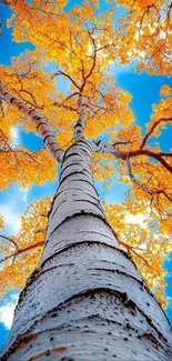 A majestic tree with golden leaves set against a clear blue sky viewed from below.