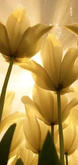 Golden tulips illuminated by sunlight, creating a serene floral scene.