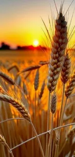 Golden wheatfield glowing under sunset sky.