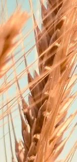 Close-up of golden wheat against a clear blue sky.