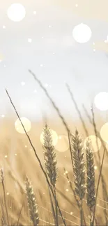 Golden wheat field with glowing circles and soft focus effect.