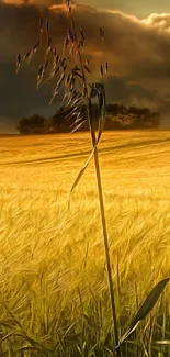 Golden wheat field under sunset skies, serene nature landscape.