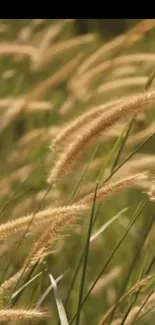 Golden wheat stalks swaying in a serene field, capturing rustic charm.