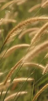 Golden wheat stalks in a serene field, perfect for nature lovers.