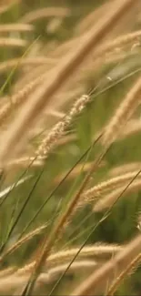 Close-up of golden wheat plants swaying in a field.