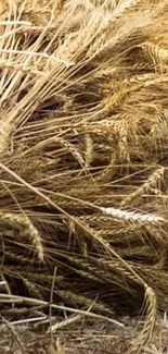 Closeup of golden wheat stalks in a field.