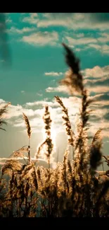 Golden wheat field at sunset with vibrant teal sky.