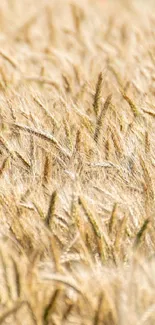 Golden wheat field wallpaper for mobile.