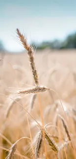 Golden wheat field under a blue sky creates a serene background.