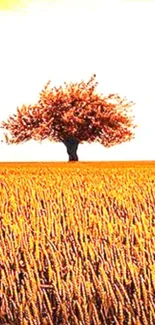 Golden wheat field with lone tree under a bright sky wallpaper.