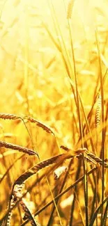 Golden wheat field under sunlight with vibrant yellow hues.