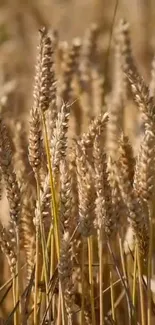 Golden wheat field mobile wallpaper, showcasing natural beauty.