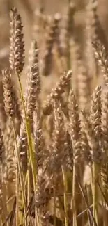 Golden wheat field mobile wallpaper with serene nature.