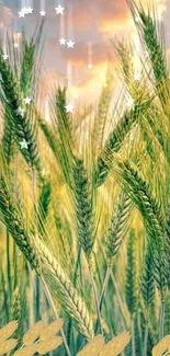 Golden wheat field at sunset with a starry sky overlay.