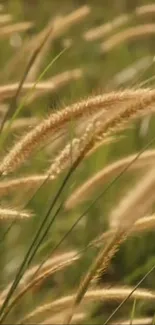 Golden wheat fields swaying gently in a serene landscape wallpaper.