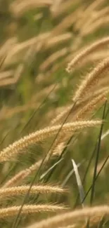 Close-up of a serene grass field.