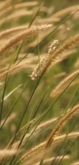 Golden wheat field with lush green stems swaying gently in the breeze.