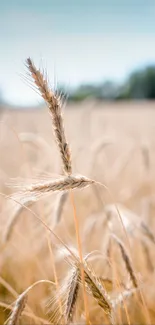 Golden wheat field against blue sky, serene nature wallpaper.