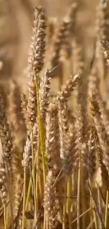 Close-up of golden wheat stalks in a field under sunlight.