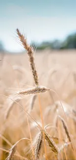 Golden wheat field under a blue sky with blurred background.