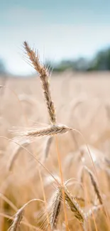 Golden wheat field with a blue sky background, perfect for nature lovers.