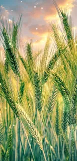 Golden wheat fields under a vibrant sunset sky, capturing tranquil beauty.