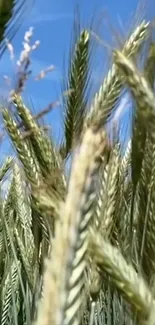 Wheat field against clear blue sky