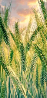 Golden wheat field with sunset sky, creating a serene wallpaper.