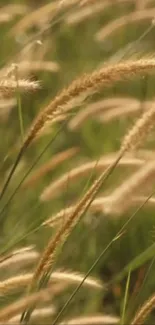 Close-up view of serene grasses swaying in nature.