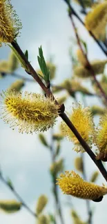 Golden willow branches against a blue sky background, perfect for mobile screens.