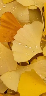 Golden yellow ginkgo leaves with dew droplets on a phone wallpaper.