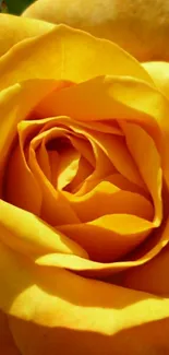 Close-up of a vibrant golden yellow rose, ideal for mobile wallpaper.