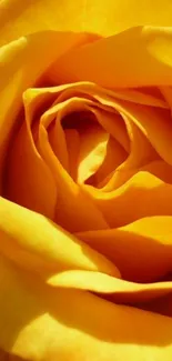 Close-up of a vibrant golden yellow rose with layered petals.