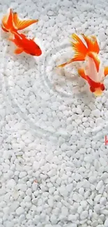 Goldfish swimming over white pebbles in a minimalist mobile wallpaper.