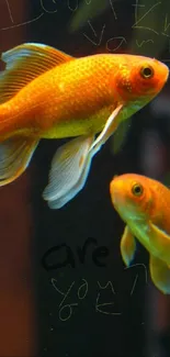 Colorful goldfish swimming in an aquarium with lush water plants.