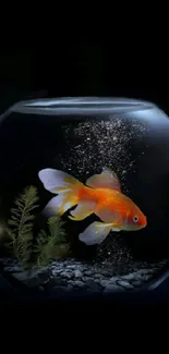 Vibrant goldfish swimming in a glass bowl with a dark background.