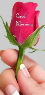 A pink rose with 'Good Morning' text held gently.