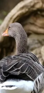 A graceful goose in a natural setting showcasing brown and grey feathers.