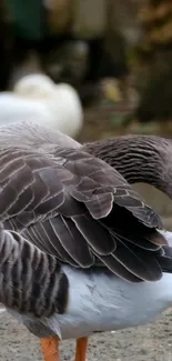 Serene brown goose preening in tranquil nature setting.