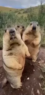 Three marmots standing on a rock in the wild.