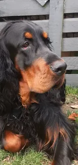 Gordon Setter dog lying on grass with a wooden fence background.