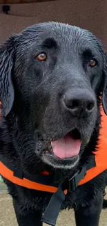 Black dog wearing an orange life vest on a mobile wallpaper.